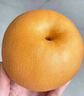 諸氏橙品【有機(jī)】秋月梨 現(xiàn)摘梨子 山東萊陽黃金香梨當(dāng)季水果整箱端中秋禮 【有機(jī)秋月梨7-12枚禮盒】4KG 曬單實(shí)拍圖