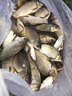 AFW魚(yú)竿超輕超硬19調6H8H手桿臺釣竿黑坑大物竿鯽鯉魚(yú)竿湖庫綜合竿 5.4m +6.3m+雙禮包+終身配節 曬單實(shí)拍圖