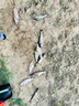 小鳳仙大塊鉛板加厚刻度鉛加寬釣魚鉛墜大卷防炸鉛皮電解鉛皮卷快速鉛卷 0.8mm厚1片/盒【較硬硬度】重68g 大塊刻度鉛板 曬單實拍圖
