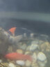 【包活包損】錦鯉活魚(yú)觀(guān)賞魚(yú)活體好養耐活冷水淡水魚(yú)日系錦鯉金魚(yú) 【精品】一條白寫(xiě)錦鯉 21--24cm 曬單實(shí)拍圖