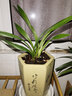 華香園綠植花卉蘭花苗【紅月】建蘭四季蘭辦公室內(nèi)盆栽鮮花多肉耐陰綠植 紅月 1棵2苗 不帶花苞 裸根發(fā)貨 曬單實(shí)拍圖