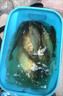 川澤升級新關(guān)東魚(yú)鉤綁好子線(xiàn)雙鉤成品全套防纏繞套裝鯽鯉大物鰱鳙鉤 60cm 【鉤4線(xiàn)3.0+鉤5線(xiàn)4.0】 升級版新關(guān)東20付盒裝 曬單實(shí)拍圖