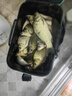 小鳳仙子線雙鉤狼牙競技黑坑防纏繞成品魚鉤綁好全套裝釣魚線大物魚鉤 曬單實拍圖