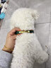 DidogPet寵物項(xiàng)圈刻字防丟狗脖圈皮質(zhì)貓咪項(xiàng)圈中小型犬狗脖圈防爆沖狗項(xiàng)圈 翠綠 刻字請(qǐng)留言或備注 XS（建議5-9斤） 曬單實(shí)拍圖