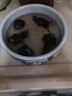 迷你小睡蓮根塊荷花蓮藕種苗睡蓮根快 盆栽中大型碗蓮蓮花 夏季水培植物根莖 室內(nèi)盆栽水生花卉 帶芽發(fā)貨 子持白蓮 曬單實(shí)拍圖