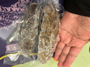 大彼得灣俄羅斯六排刺野生即食海參高參齡無腥滋補(bǔ)節(jié)日送禮盒固形物≥85% 一斤3-5根 曬單實(shí)拍圖