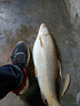 川澤控魚(yú)鉗綁鉤鉗子加長(cháng)多功能帶稱(chēng)解鉤路亞鉗裝備釣魚(yú)配件提魚(yú)器防丟多功能控魚(yú)器(帶稱(chēng))帶防丟繩 曬單實(shí)拍圖
