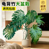 愛(ài)優(yōu)尚龜背竹盆栽客廳室內辦公室大型綠植盆景凈化空氣吸甲醛源頭直發(fā) 曬單實(shí)拍圖
