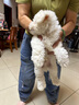 伊寵比熊幼犬純種小狗活物小型犬寵物狗狗活體幼崽 寵物級 A級 公 曬單實拍圖