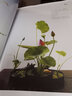 2本 中國傳統(tǒng)插花藝術(shù)+四季禪藝插花 中式插花入門書籍 宮廷佛前供花文人清供民俗插花道藝術(shù) 茶道插花 花藝書籍 技法教程 古典 曬單實拍圖