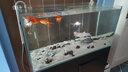 創(chuàng)星過濾桶魚缸魚池過濾器水循環(huán)水泵增氧三合一外置凈化系統(tǒng)全套CF 【CF-1200】80-150CM缸（升級大流量） 【強(qiáng)化版濾材】套裝 曬單實拍圖