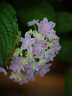 鑫意無(wú)盡夏繡球花種子適合室外播種四季開(kāi)花多年生盆栽庭院種植花籽 玉石繡球種子100粒+肥 曬單實(shí)拍圖