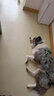 楚克奇（CHUKCHI）狗鏈繩子大型犬胸背帶遛狗繩套裝寵物牽引繩背心式背帶邊牧金毛 升級版 S碼建議40-50斤 曬單實(shí)拍圖