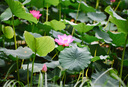 永諾（YONGNUO）YN56mm F1.4 Pro半畫幅適配Z口/E口自動(dòng)對焦半畫幅鏡頭 尼康Z卡口 56mm F1.4 曬單實(shí)拍圖