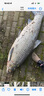 池王（chiwang） 可視魚(yú)桿竿高清探魚(yú)器全套水下高清帶攝像頭的視頻魚(yú)竿套裝釣魚(yú) H95S13MR巨浪二號竿70米全套 曬單實(shí)拍圖
