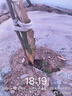 火龍果樹(shù)苗紅心火龍果苗四季庭院陽(yáng)臺盆栽地栽南北方種植果樹(shù)苗 玫瑰一號火龍果【6年苗結果多】 曬單實(shí)拍圖