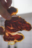 肉福記 原切牛腱子肉 內(nèi)蒙古黃牛肉生鮮新鮮國(guó)產(chǎn)草飼冷凍牛腿腱子肉花腱 實(shí)惠5斤裝 曬單實(shí)拍圖