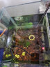 Atman自動(dòng)恒溫魚缸加熱棒省電迷你小型米烏龜魚缸水族箱加溫?zé)崞鞯退?【適用50L以內(nèi)缸】J16-100W 曬單實(shí)拍圖