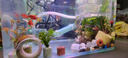 YEE不銹鋼加熱棒防爆自動(dòng)恒溫水族箱加熱器魚(yú)缸小型烏龜缸加溫棒 25W【特硬石英+保護套款】+水溫計 曬單實(shí)拍圖