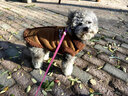 鉑吶苓狗狗衣服貓咪衣服小狗小貓寵物小型犬泰迪比熊博美冬季保暖加厚 狗狗衣服【咖色馬甲】 L 曬單實(shí)拍圖