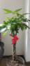 叹为观止大型植物发财树各种大颗盆栽开业乔迁客厅办公室内好养大型花卉 辫子发财树【1.2-1.4米】 不含盆 实拍图