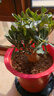 歐芽沙漠玫瑰盆栽老樁室內多色陽(yáng)臺花卉綠植盆景多肉 黃色 十年苗【原土袋】 曬單實(shí)拍圖
