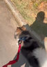 EZYDOG澳洲進(jìn)口快套貼護胸背狗狗嗨輕防勒磨大中小型犬防爆沖胸背帶柴犬 復古單寧 L【頸圍45-79cm | 胸圍67-84cm】 曬單實(shí)拍圖