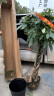 叹为观止大型植物发财树各种大颗盆栽开业乔迁客厅办公室内好养大型花卉 辫子发财树【1.7-1.8米】 含盆 实拍图