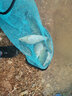 漁藝魚(yú)膳房大黃瘋秒捏散炮魚(yú)餌黑坑鯽魚(yú)餌料野釣鯉魚(yú)鰱鳙釣魚(yú)窩料釣餌 大黃瘋鯽魚(yú)散炮888克1包 曬單實(shí)拍圖