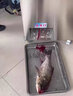 甄樽全自動殺魚機商用大型開肚開背去鱗宰魚機黑魚羅非魚鰱魚殺魚機開背機魚片機菜市場酒店 殺魚機預付款 曬單實拍圖