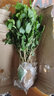橫縣茉莉花苗兩年苗基地直發(fā)茉莉花批發(fā)花卉盆栽重瓣茉莉花濃香型 2年茉莉苗20棵 花期5-10月 曬單實(shí)拍圖