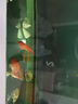 樂淘逸寵血紅鸚鵡魚活體發(fā)財(cái)魚財(cái)神魚大型熱帶觀賞魚淡水好養(yǎng) 大型魚套餐D4發(fā)順豐 曬單實(shí)拍圖