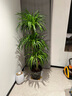 藝植藝品公司家居別墅門(mén)口客廳盆栽大型綠植發(fā)財樹(shù)幸福樹(shù)天堂鳥(niǎo)花大型植物 多頭龍血樹(shù)150-160cm果綠波浪盆 曬單實(shí)拍圖