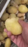 馳能全自動去皮機商用毛刷削皮機土豆削皮機生姜果蔬馬鈴薯番薯芋頭脫皮清洗一體機 土豆去皮機定 制金 曬單實拍圖