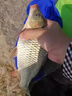 祥釣翁野釣王四季野釣黑坑餌料通用一包搞定青草鳊鯉魚(yú)通殺綜合魚(yú)餌450g 1包【450克】 曬單實(shí)拍圖
