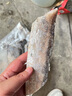 果匯堂帶魚段舟山小眼帶魚新鮮海捕東海刀魚特大帶魚段中段 5斤 中大號 中段 曬單實拍圖