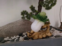 莫尼森  MOREISAN 黃銅百財(cái)大白菜擺件工藝品客廳辦公室裝飾品送朋友喬遷開(kāi)業(yè)禮品 百財(cái)齊聚白菜22.5*14*20.5cm 曬單實(shí)拍圖
