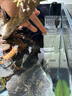 尼特利水族時光魚缸過濾器凈水循環(huán)三合一超靜音增氧吸便五合一過濾系統(tǒng) 8W【五合一】過濾+除油+增氧+吸便+CO2 曬單實拍圖