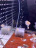 瘋狂水草電動(dòng)水妖精圓形小型魚(yú)缸過(guò)濾器循環(huán)泵三合一迷你過(guò)濾增氧一體靜音 白色迷你水妖精（送2米氣管）需自備氣泵 曬單實(shí)拍圖