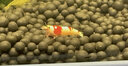 云峰海瑞魚(yú)缸觀(guān)賞蝦 活體蝦 魚(yú)缸工具蝦除藻 活蝦  魚(yú)缸除藻 除藻蝦 【漂亮清潔蝦】五彩蝦系列套餐02 曬單實(shí)拍圖