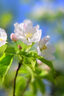 LOMOGRAPHYLomogarphy Nour Triplet V 2.0/64 Bokeh Control 諾爾柔焦無反藝術(shù)鏡頭 黃銅版 索尼 E卡口 曬單實(shí)拍圖