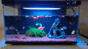 亞峰（yafeng）魚(yú)缸造景全套底砂裝飾小擺件珊瑚石裝飾品小魚(yú)缸套裝成品海綿寶寶 彩色多孔傘狀珊瑚 曬單實(shí)拍圖