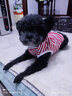 MOEPIE夏季狗狗衣服泰迪比熊雪納瑞柴犬金毛大中小型犬衣服2025全棉背心 紅色 2XL（推薦17-22斤） 曬單實(shí)拍圖
