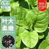 壽禾 木耳菜種子種苗秋季種大葉盆栽爬藤蔬菜籽 大圓葉木耳菜種子15g 曬單實(shí)拍圖
