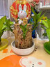 超大號巴西木帶芽開花早發(fā)芽多巨無霸粗越粗越好養(yǎng)桌擺水培土培 10厘米高7-8粗帶芽發(fā)貨 無擺件 曬單實(shí)拍圖