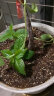 德沃多肥料植物营养土通用15L园艺养花土种菜有机土壤盆栽种植土兰花多肉土 实拍图