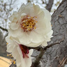 Oshadhi德國(guó)O家茉莉純露爽膚水花水濕敷水保濕水噴霧護(hù)膚品禮物禮品 500ml 曬單實(shí)拍圖