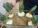 【特價(jià)】水培郁金香四季開(kāi)花盆栽花卉植物客廳綠植花卉花苗好養活 混色款:8顆 曬單實(shí)拍圖