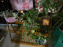 竹藝佳（ZHUYIJIA）花架綠蘿花盆架陽(yáng)臺多層植物架多肉盆栽架盆景架落地式層架掛架子 茶色*三層100CM【折疊花架】 曬單實(shí)拍圖