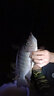 柏羽專(zhuān)攻鯽魚(yú)野釣打窩料魚(yú)餌料釣魚(yú)底窩發(fā)酵玉米酒糟麥粒草魚(yú)鳊魚(yú)青魚(yú)通用五谷雜糧黑坑配方 爆窩鯉魚(yú)5斤(已加聚窩小藥) 曬單實(shí)拍圖